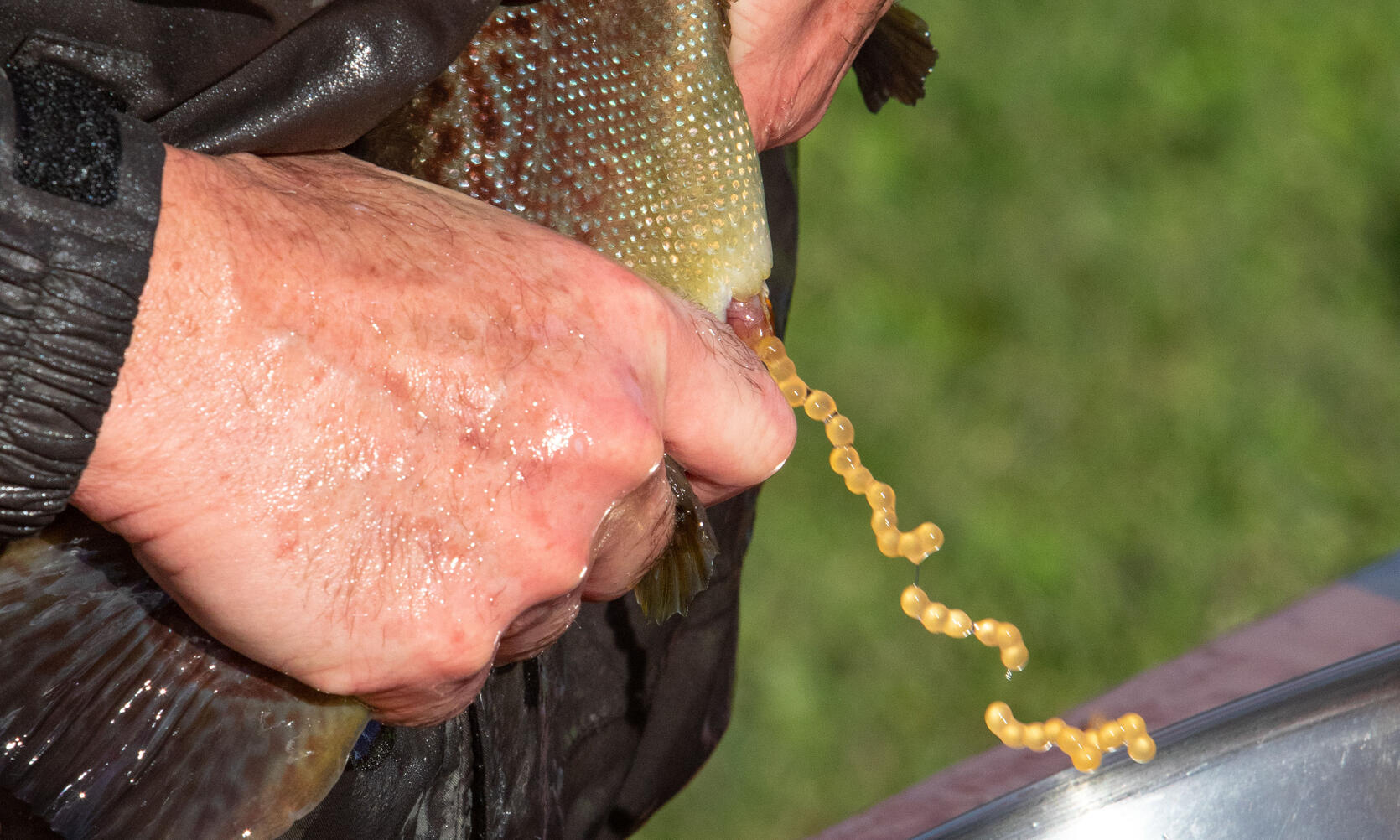 trout spawning