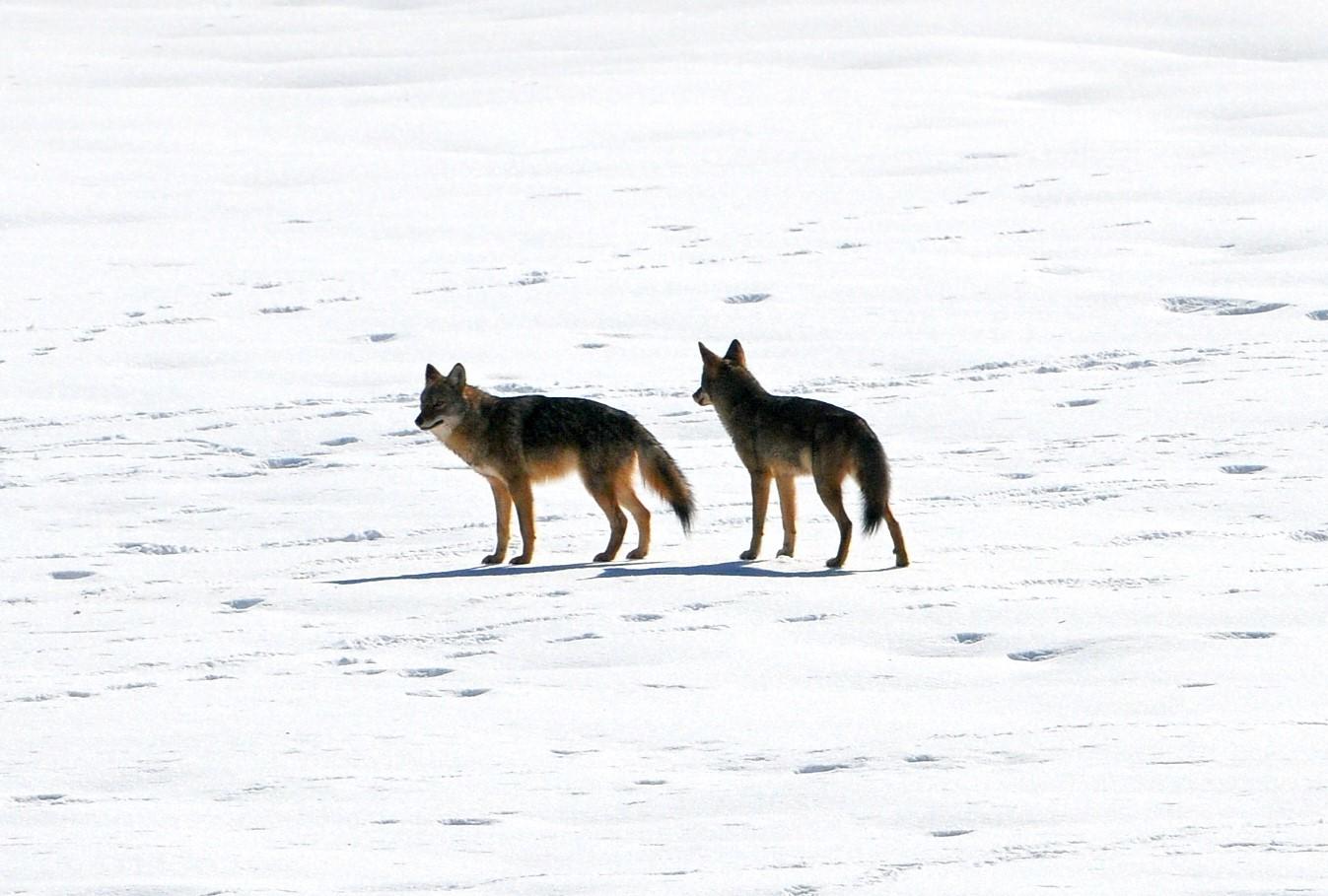 Coyotes in the snow