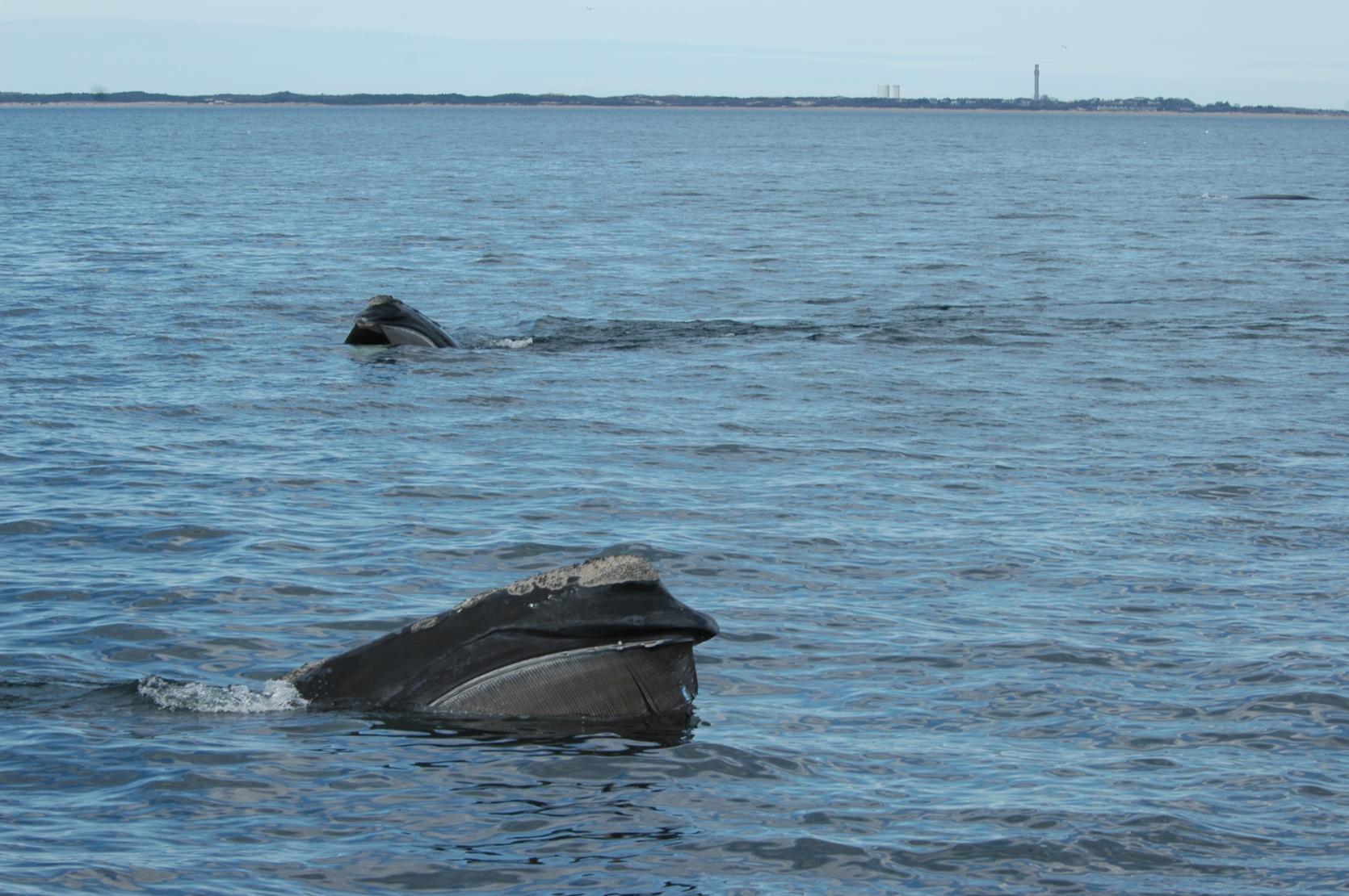 North Atlantic right whales. 
