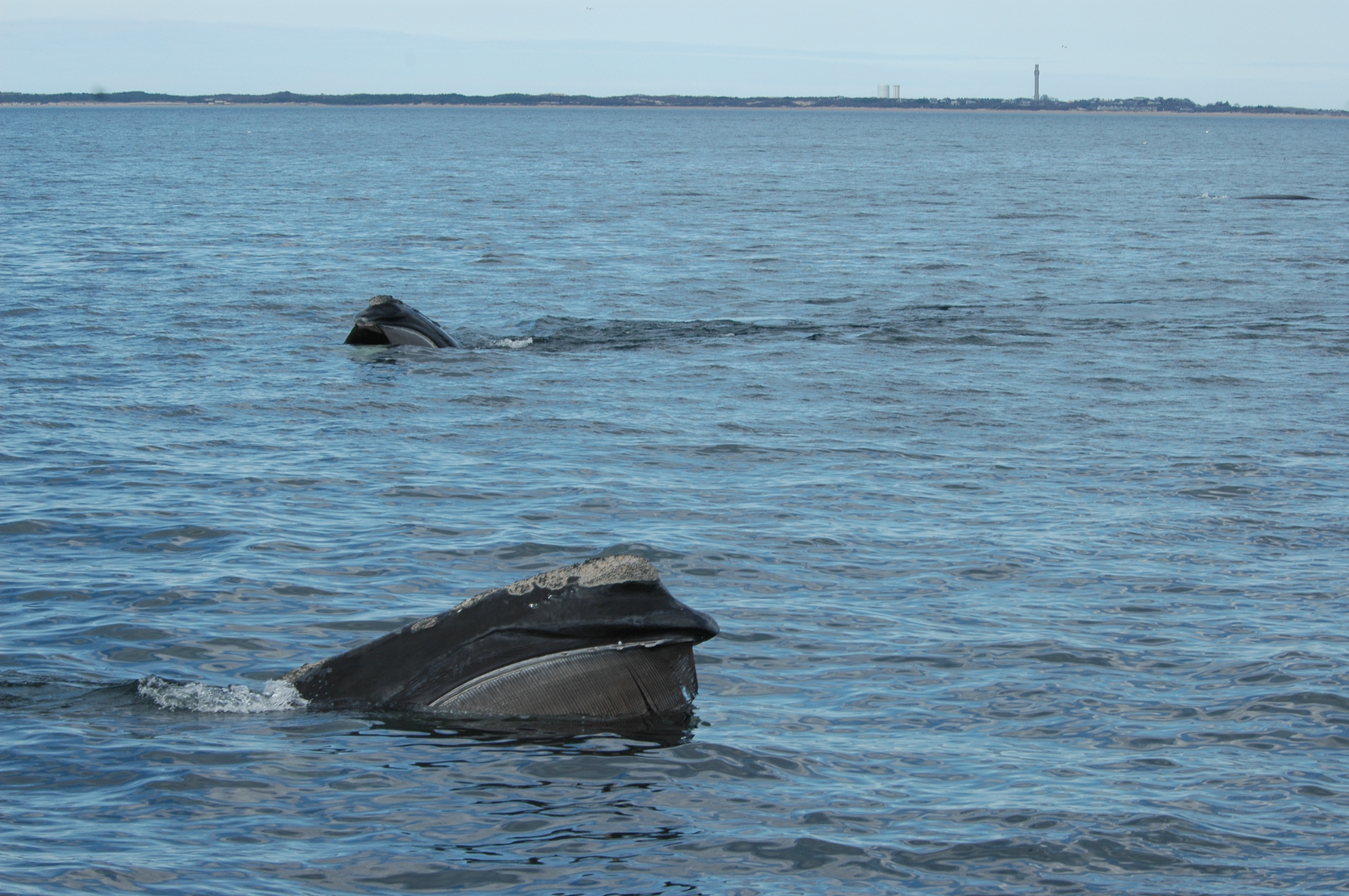 North Atlantic right whales.