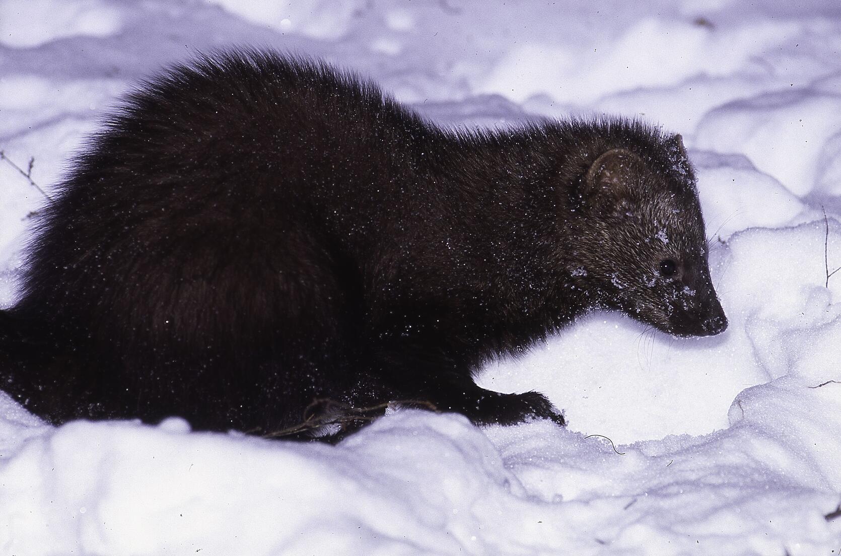 Fisher in the snow