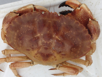 Creature Feature: Jonah Crab (Cancer borealis) and Rock Crab (Cancer  irroratus)