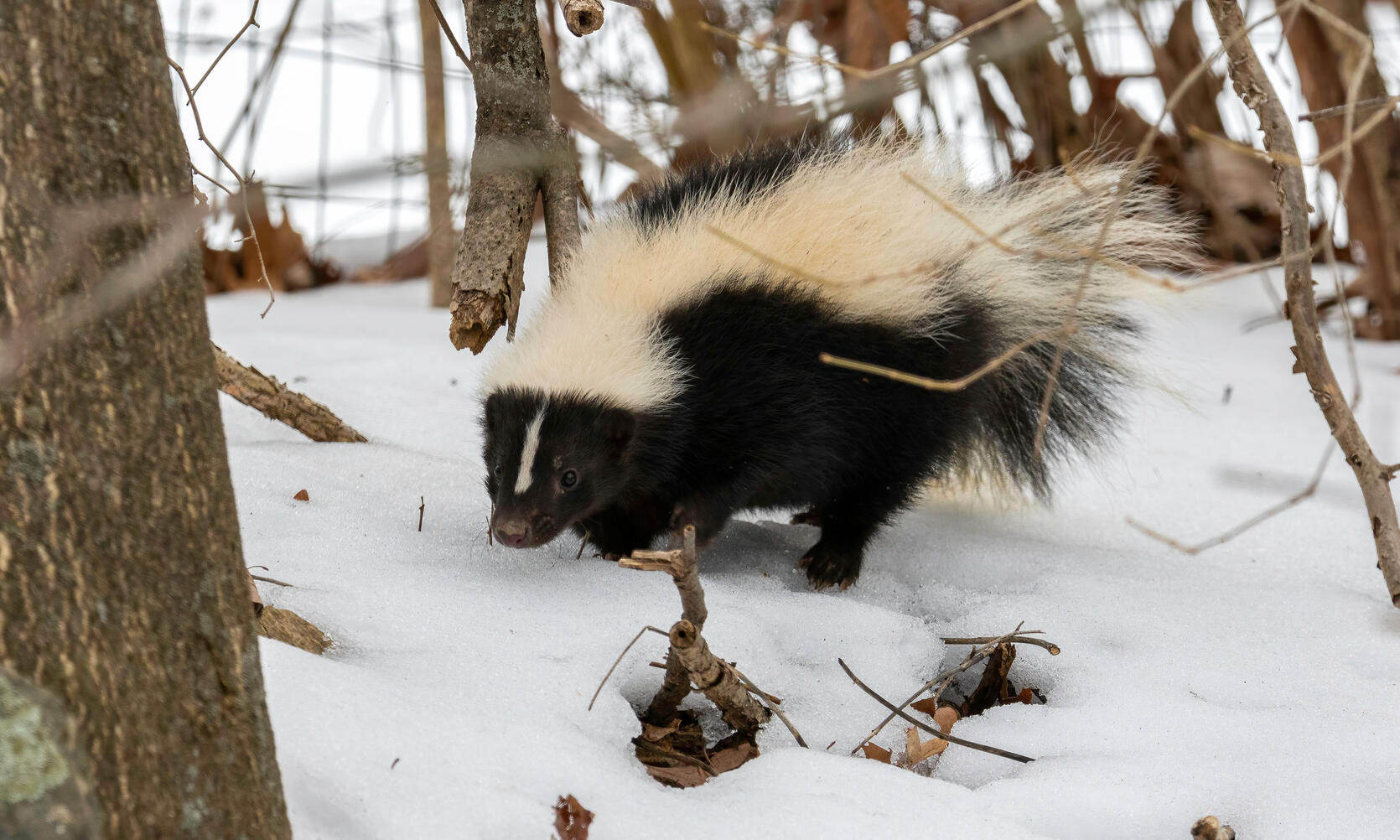 striped skunk in snow