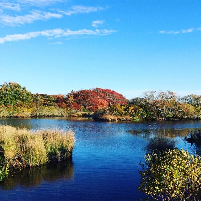 Windswept Bog courtesy of Nantucket Conservation Foundation