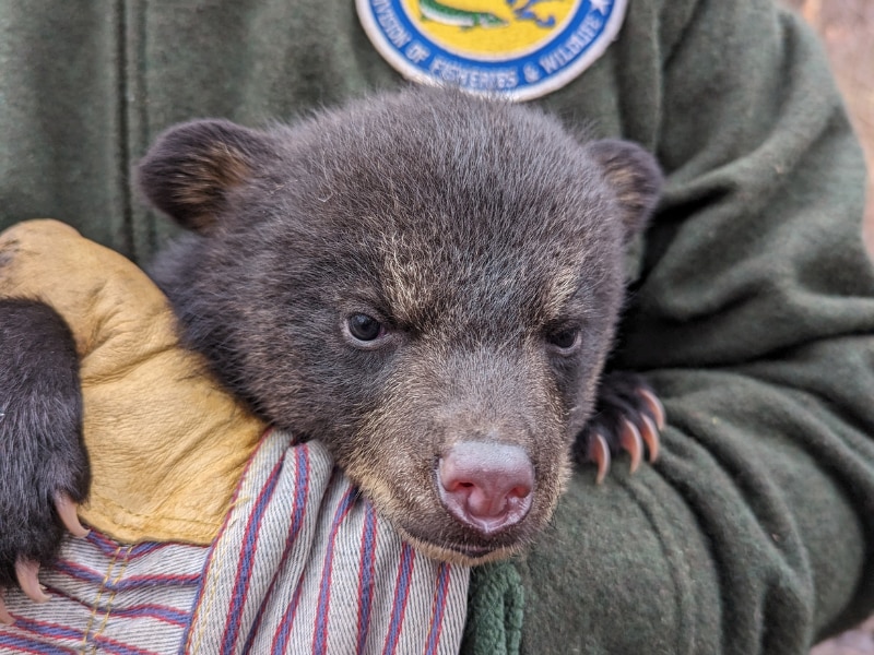 Bear cub being held by a biologist