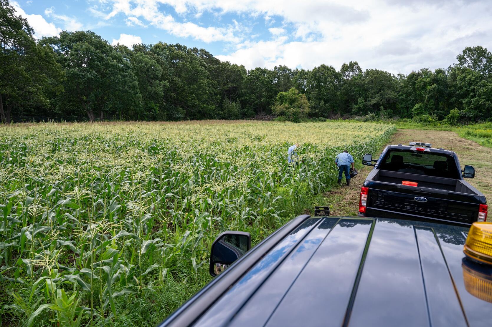The Worcester County Sheriff's Office has a 15 acre farm that helps feed the community.