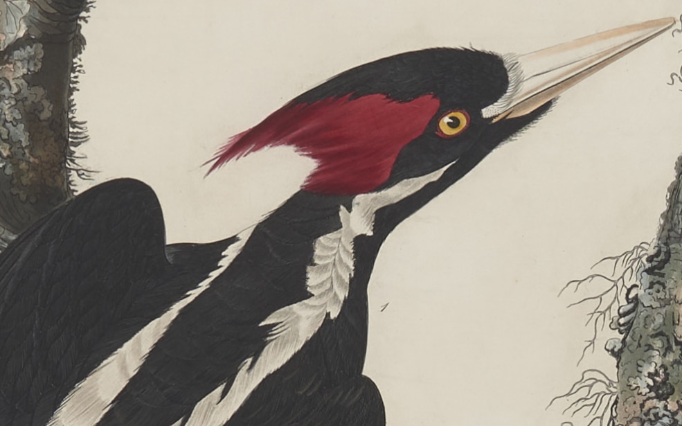 Audubon Plate 66 detail of Ivory Billed Woodpecker