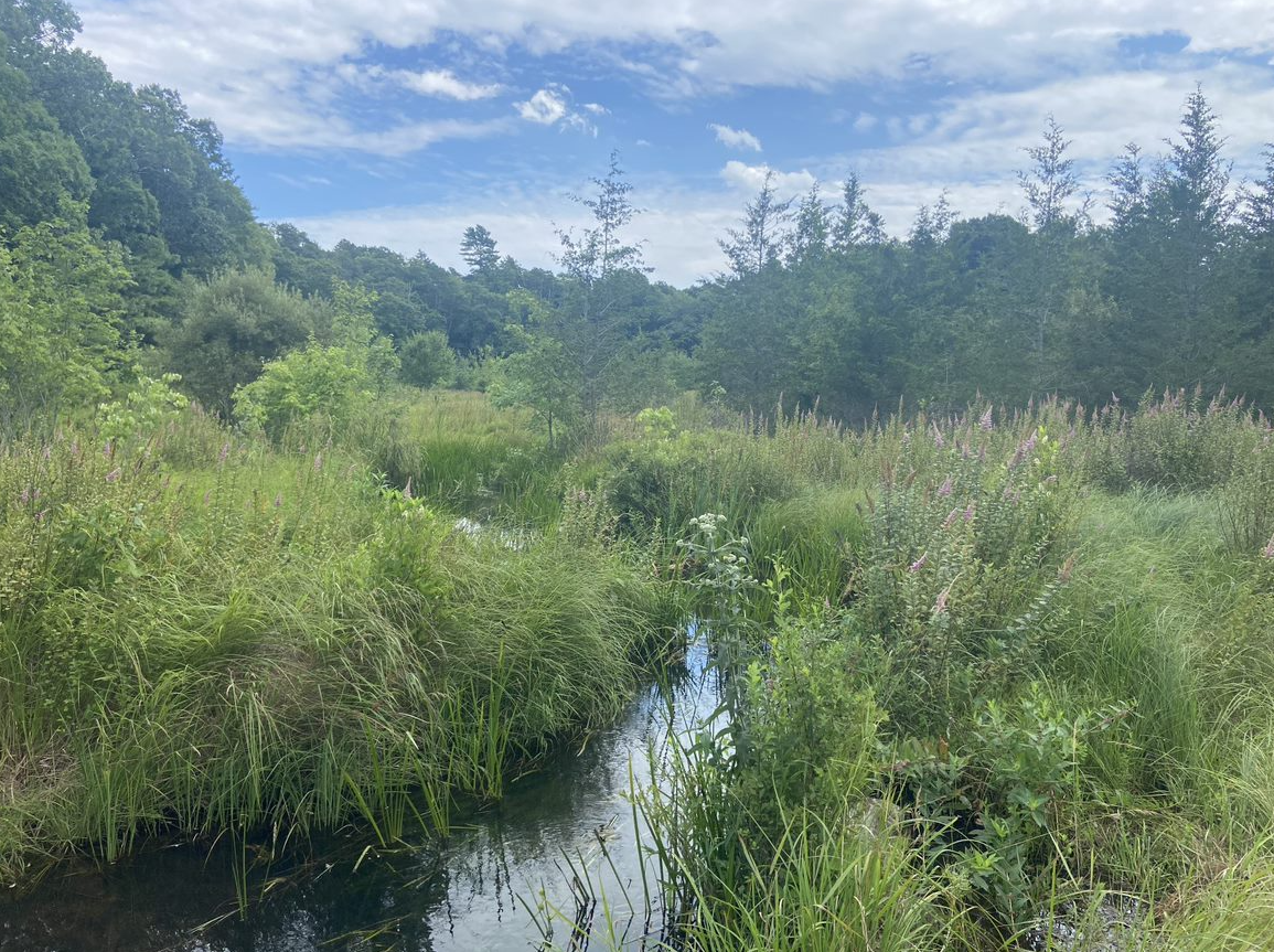 A lush and green restored wetland with a stream flowing through the center.