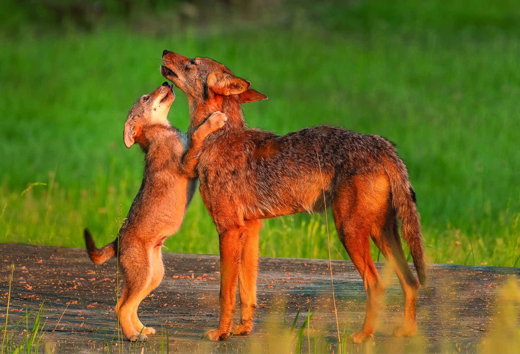 Adult coyote with a coyote pup