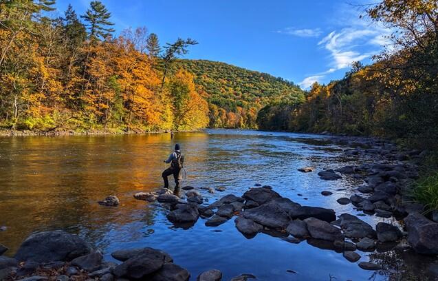 A man fly fishing on the Housatonic River, with trees in the background changing to autumn colors