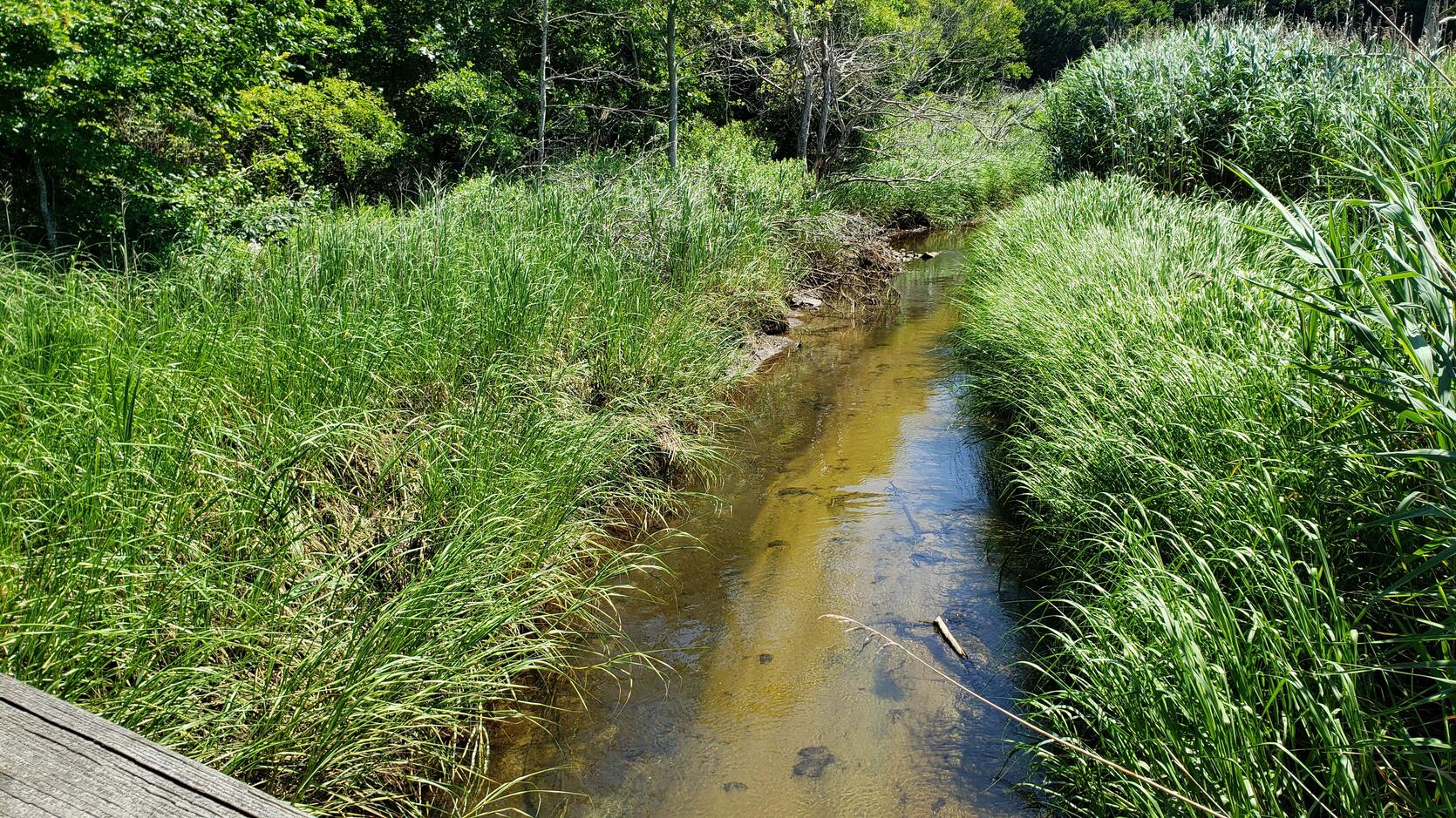 Water flowing through salt marsh plants.