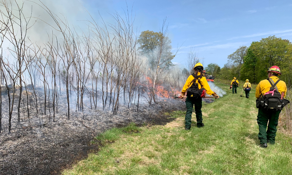 Trained professionals conducting a prescribed fire