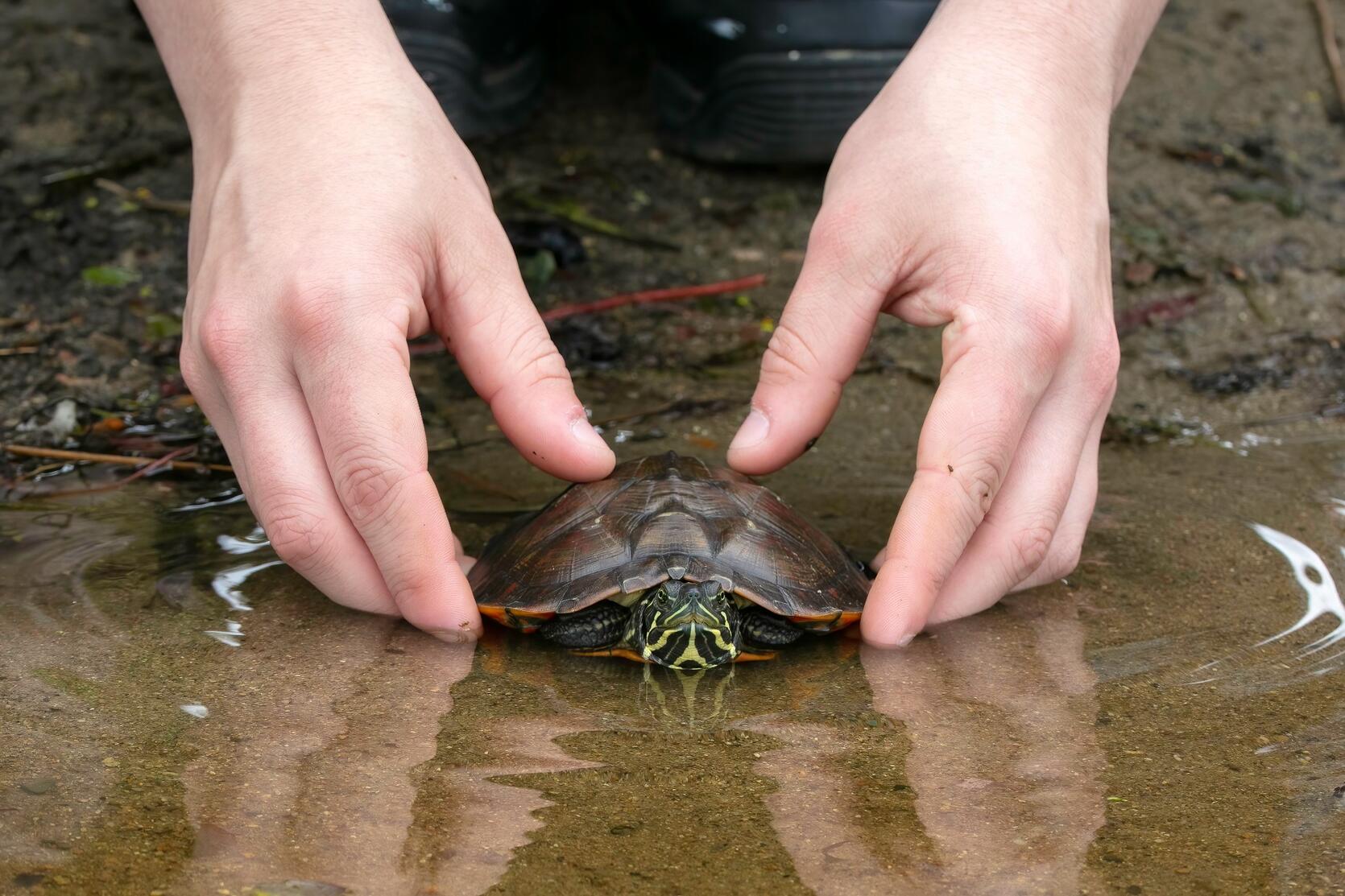 northern red-bellied cooter release