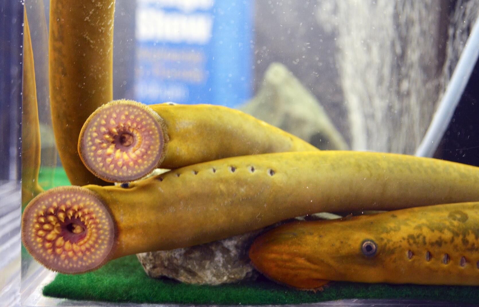 sea lampreys in tank