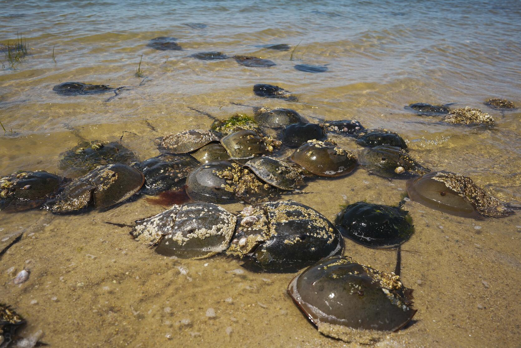 Horseshoe crabs in shallow water at the shore.