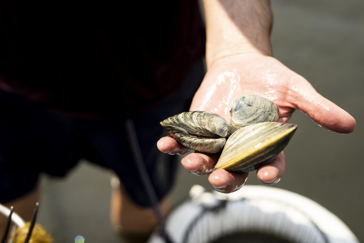 A fisherman holds out three quahogs or hardshell clams.