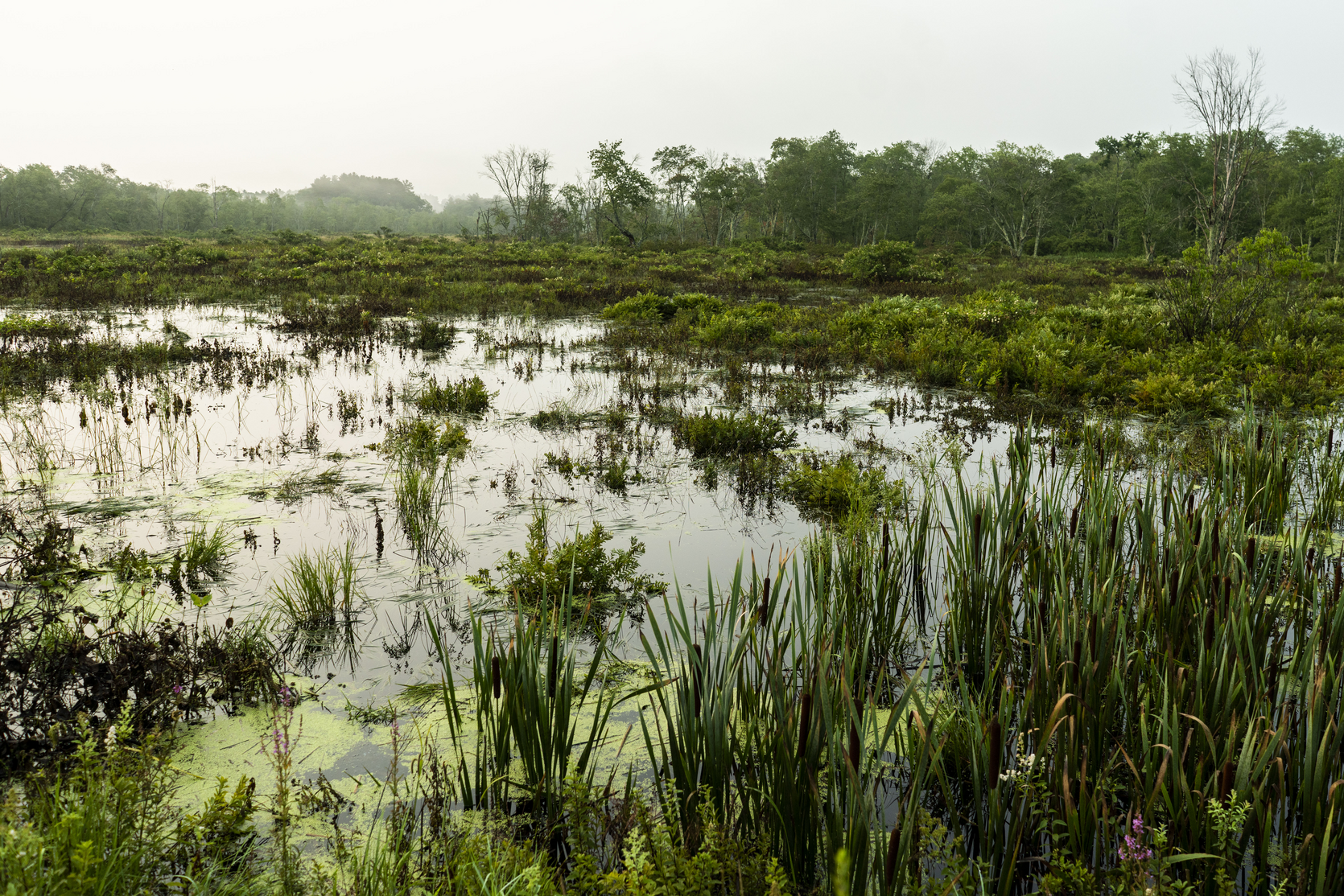 Freshwater Wetlands in Dover MA