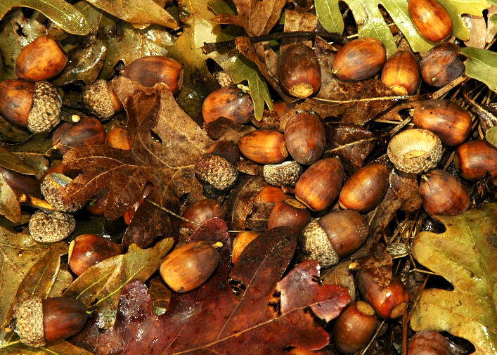 acorns and oak leaves