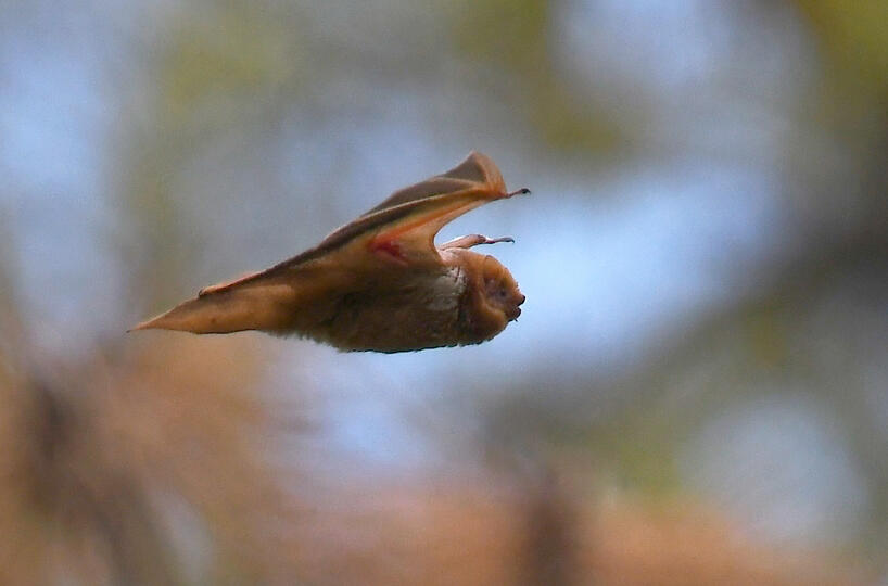 Eastern red bat