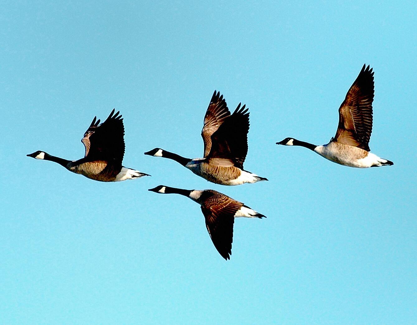 Canada geese flying