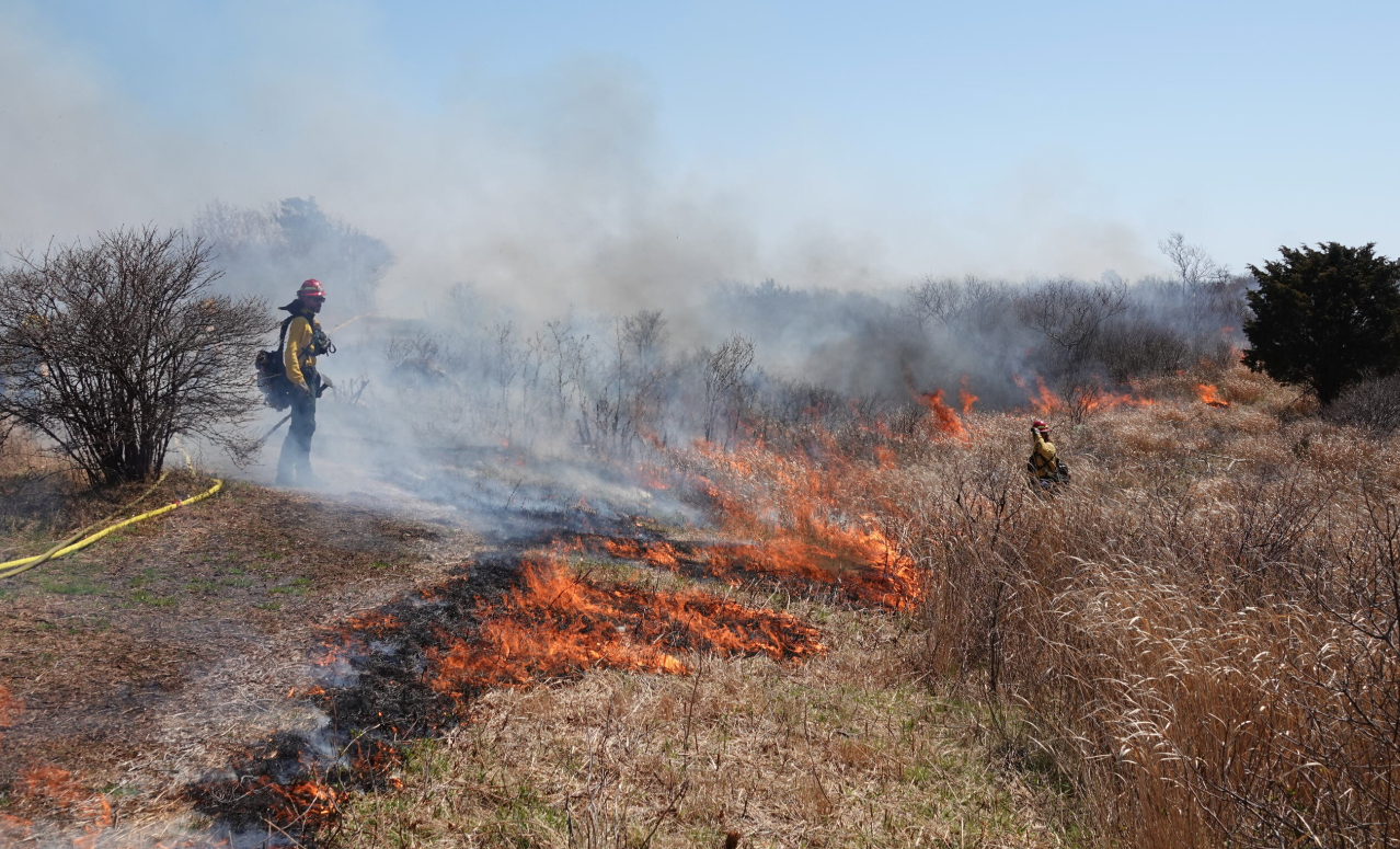 Habitat management techniques, like prescribed fire, will improve habitat for wildlife, steward biodiversity, enhance climate resiliency, and promote public recreational opportunities.