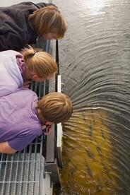 Volunteers counting river herring.