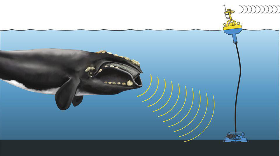 Diagram of a real-time passive acoustic monitoring buoy.