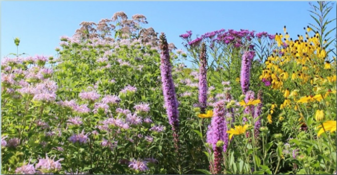 Field of wildflowers in Massachusetts
