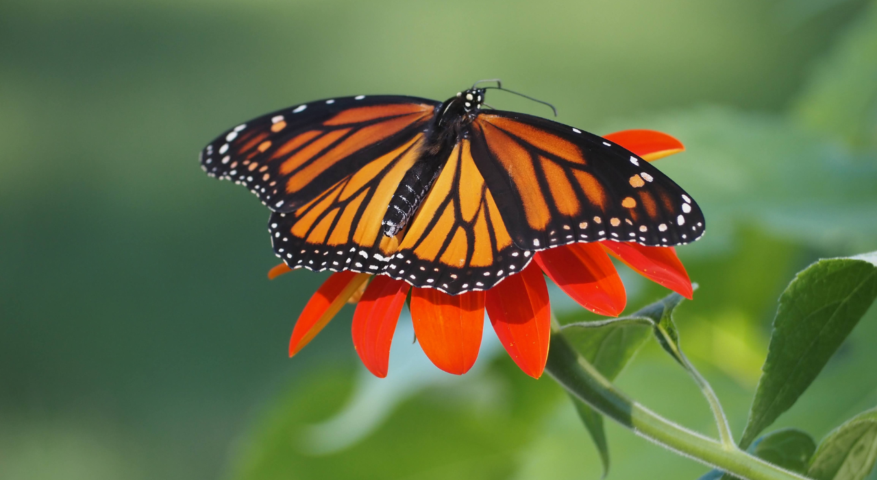 close up of monarch butterfly on a flower