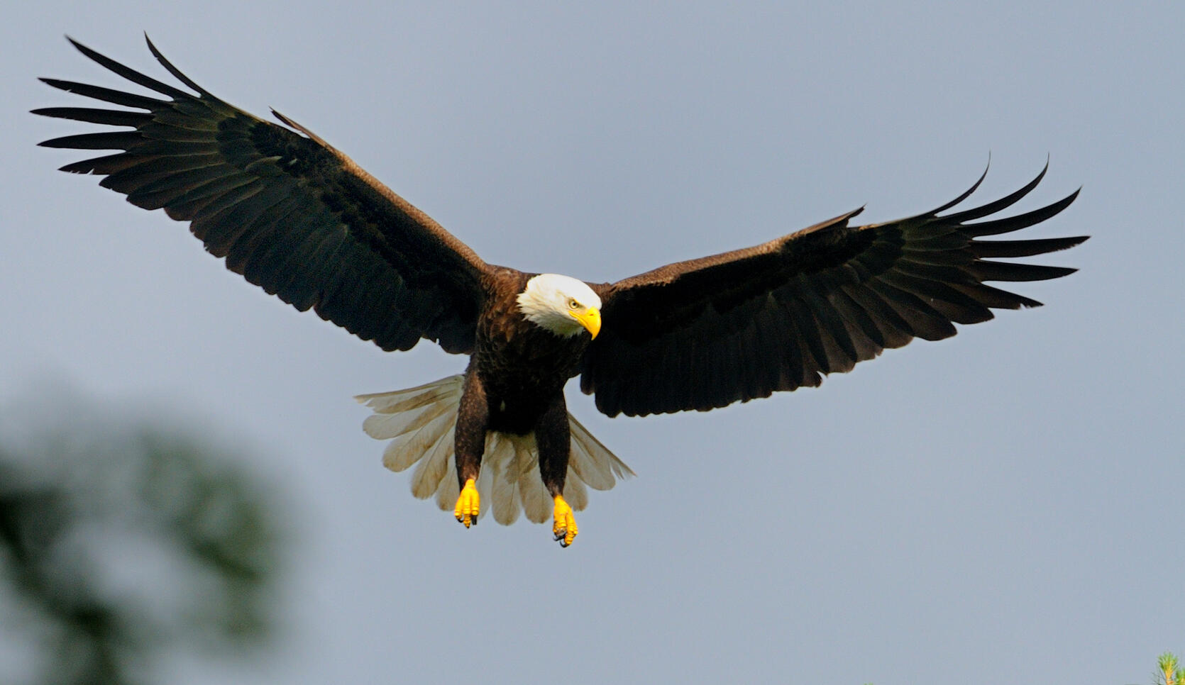 bald eagle