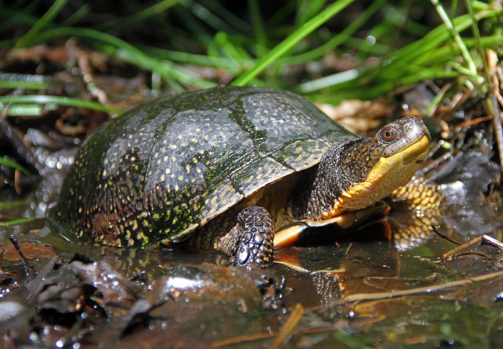 blandings turtle