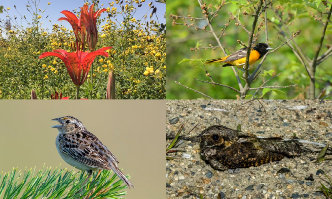 Wood lily, Baltimore oriole, grasshopper sparrow, whip-poor-will