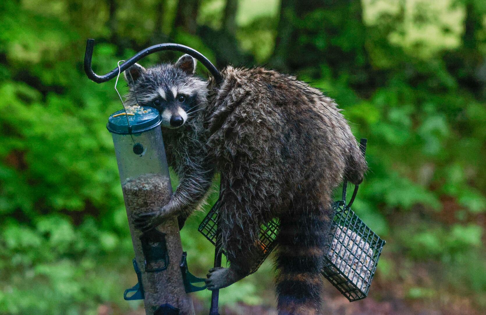 Raccoon at bird feeder