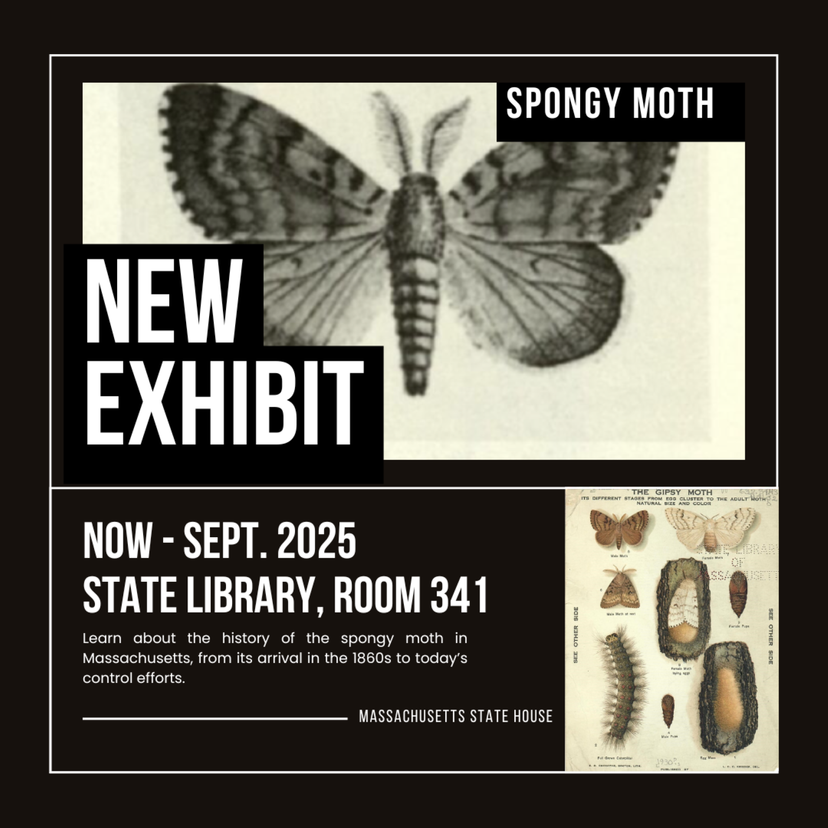 The Spongy Moth Infestation in Massachusetts and Beyond promotional image
