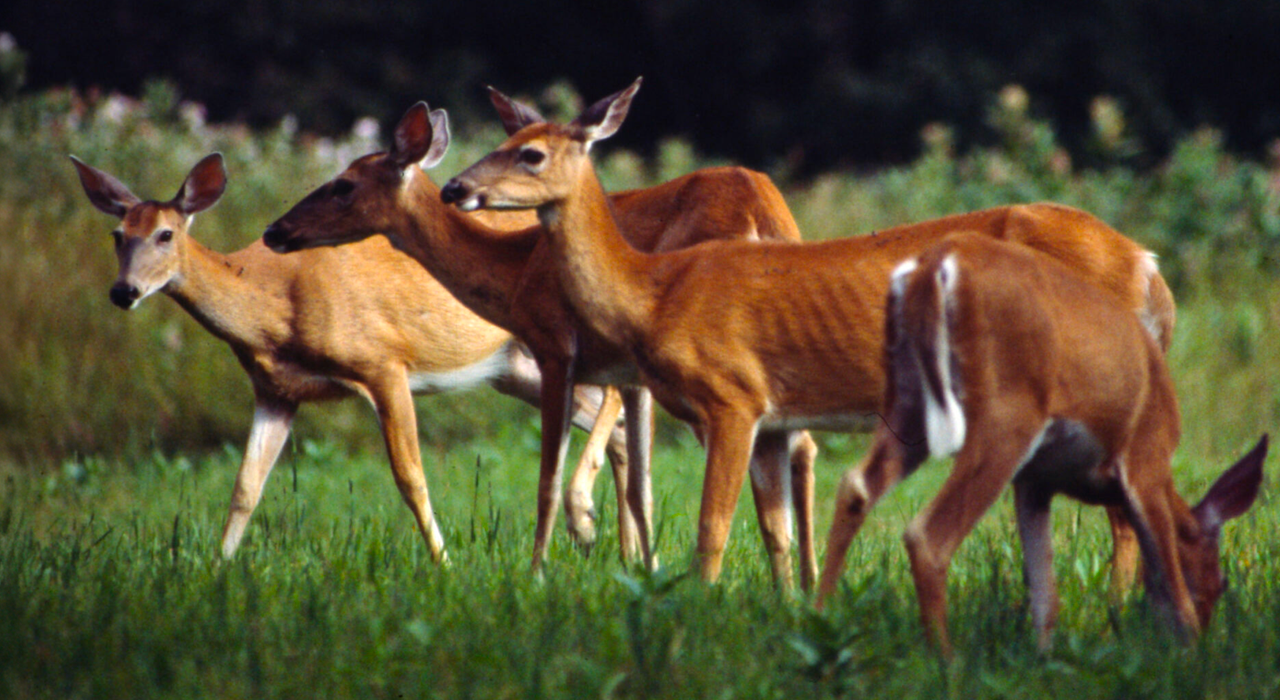 Group of deer grazing on grass