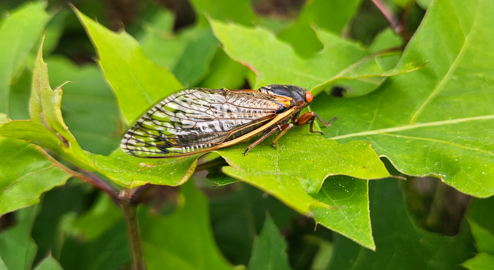 Photograph of a periodical cicada