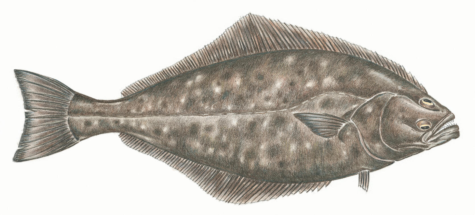 Atlantic halibut.
