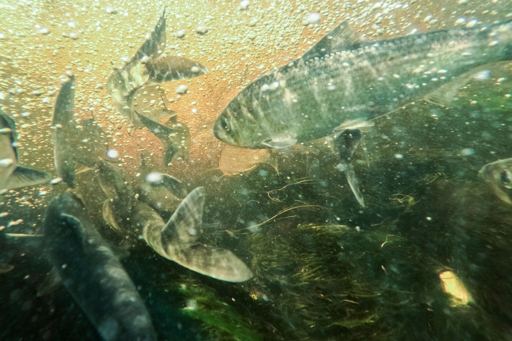 River herring.