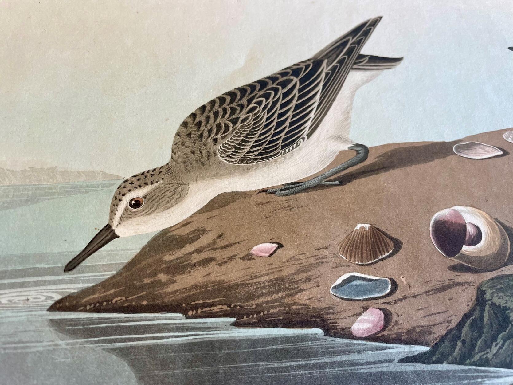 Detail of Audubon Plate 405 featuring semipalmated sandpipers