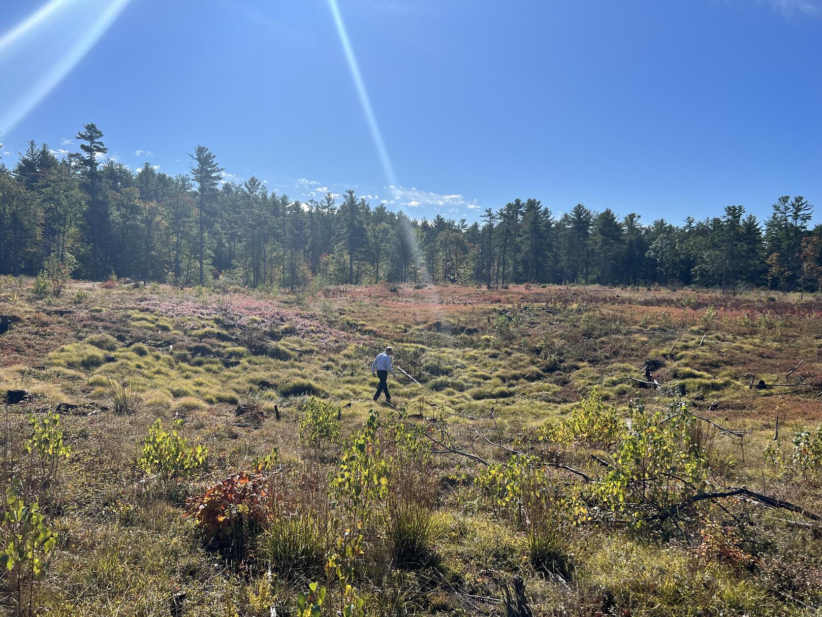 Frost bottom at Birch Hill Wildlife Management Area