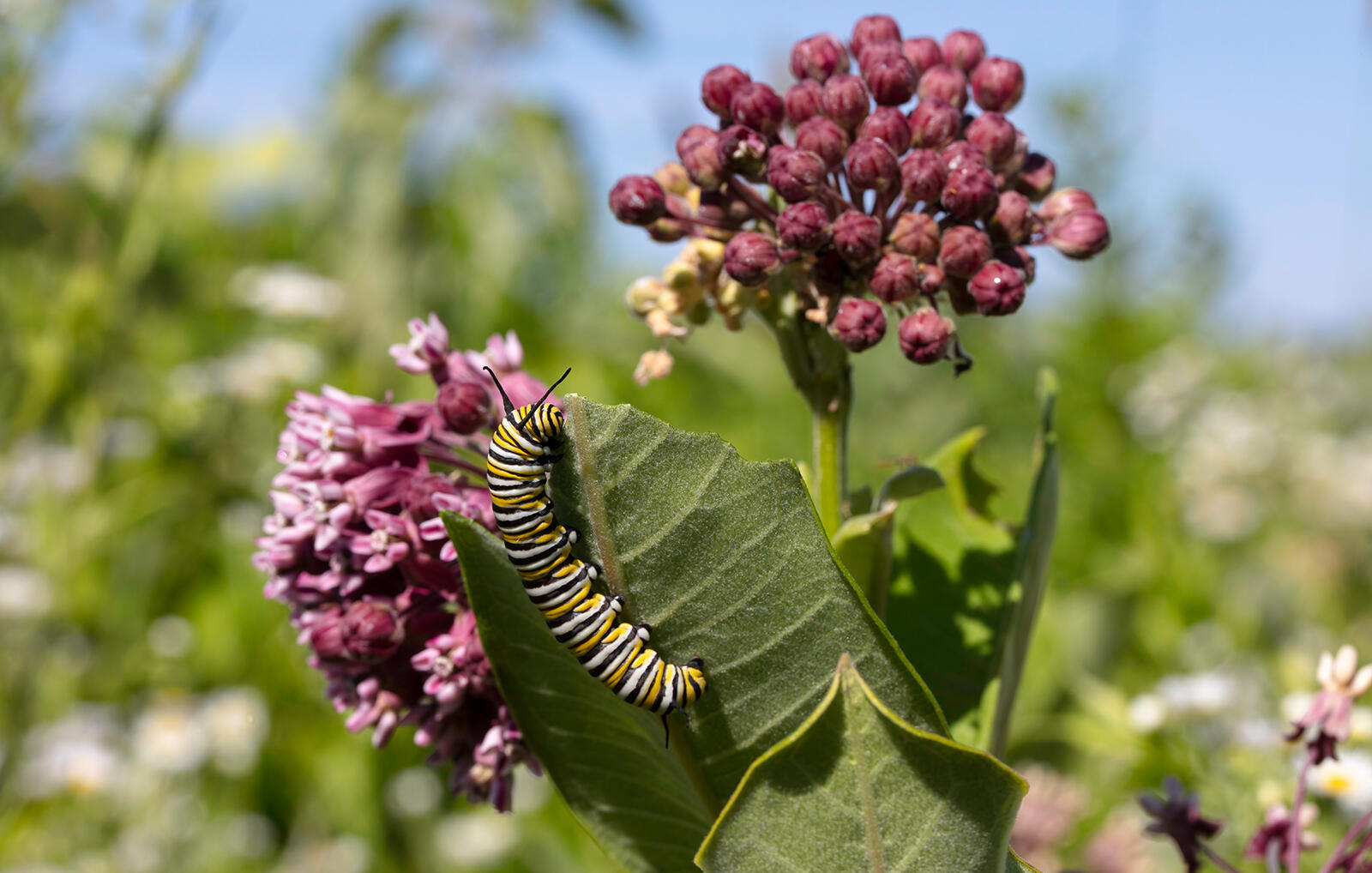 common milkweed and monarch caterpillar