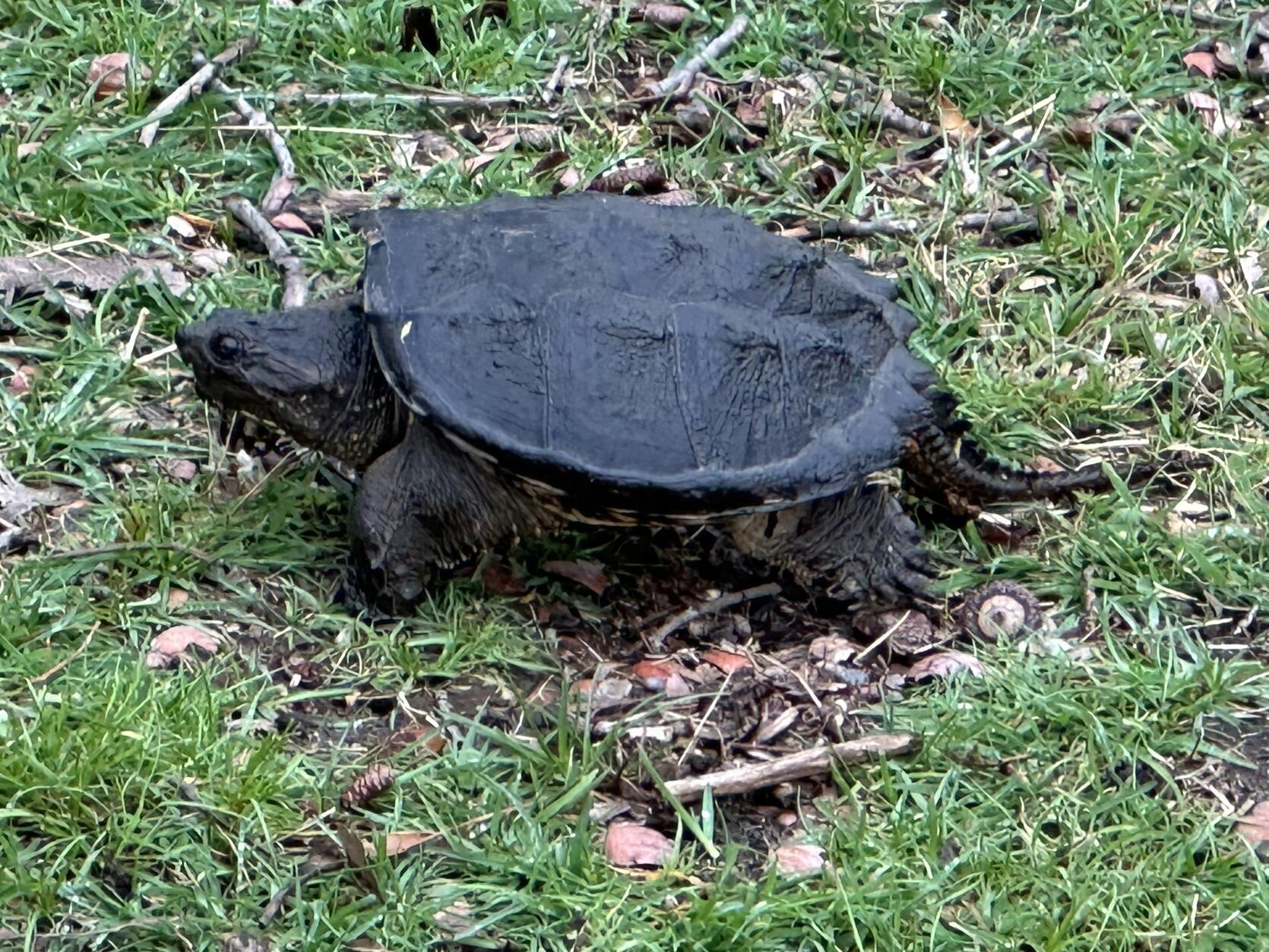 Learn about snapping turtles | Mass.gov