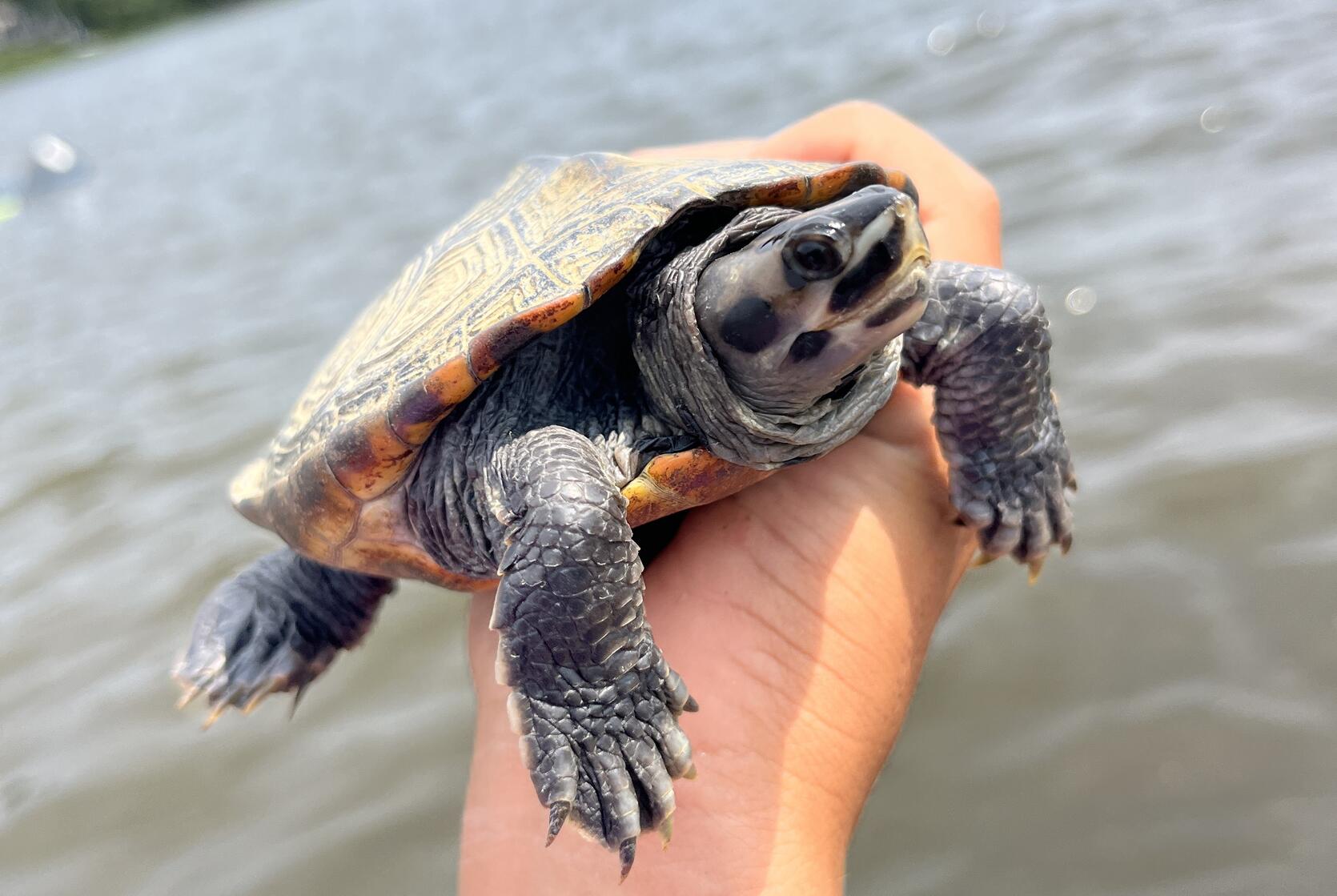 diamondback terrapin