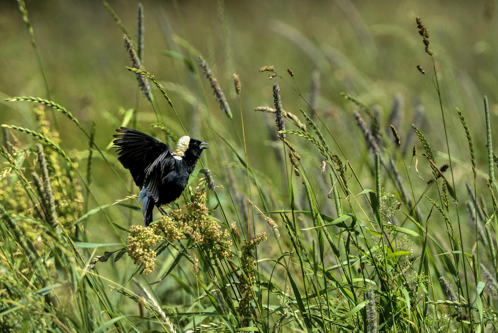 bobolink in grassland habitat