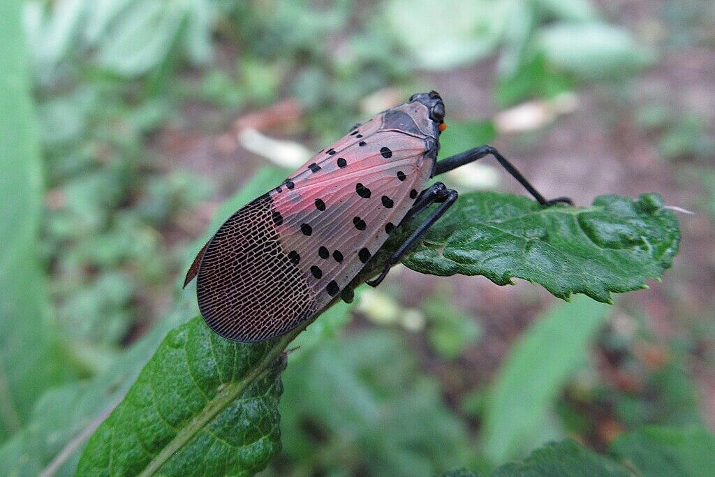 Adult spotted lanternfly
