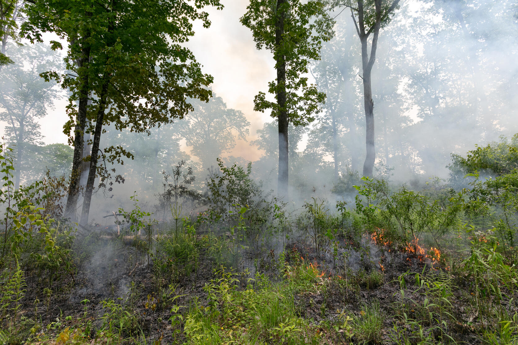 smoke among trees from a prescribed fire