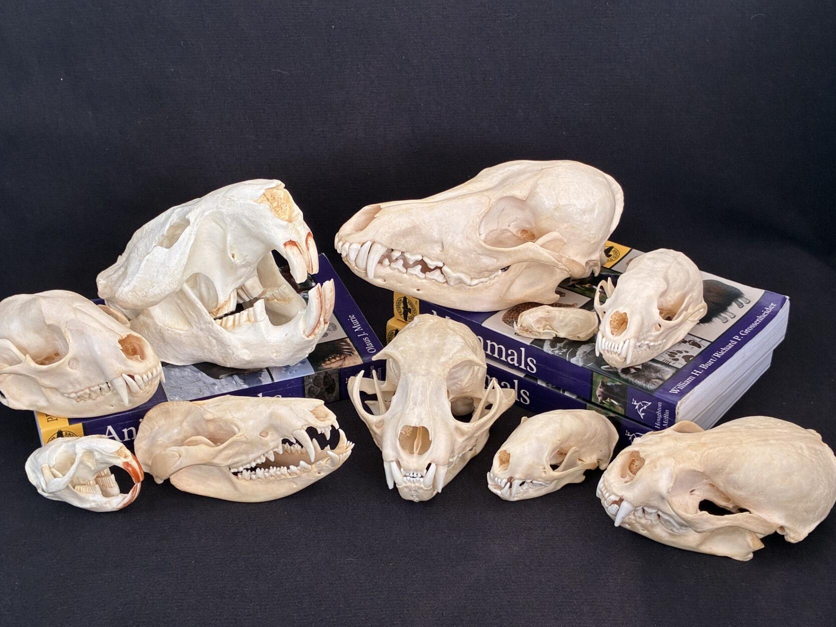 Mammal skulls