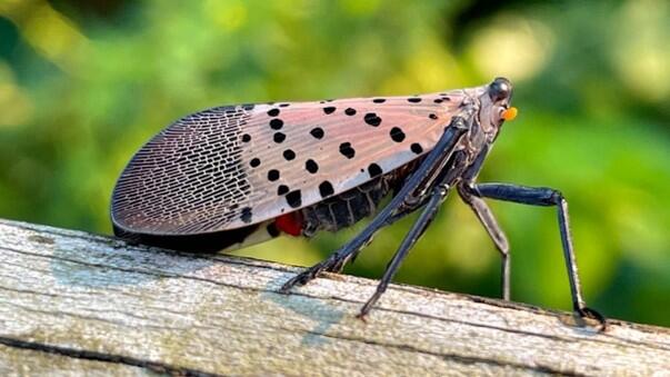 Adult spotted lanternfly