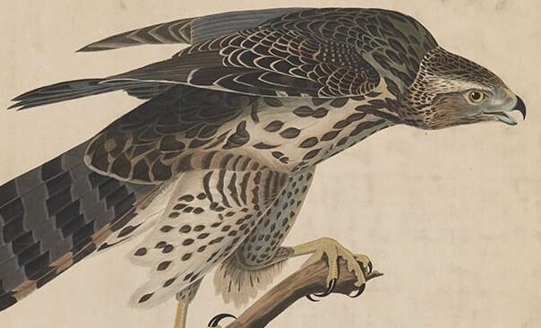 Detail from Audubon Plate 141, Goshawk and Stanley Hawk