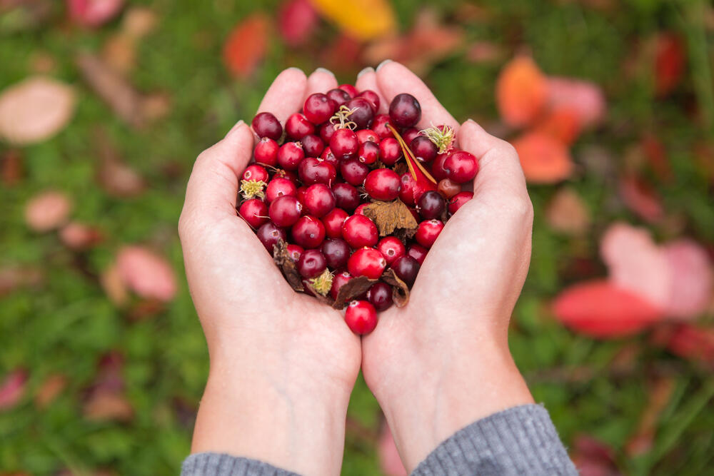 Two hands cupped together holding a pile of cranberries.